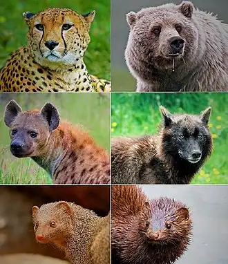 1-й столбец (кошкообразные):гепард, пятнистая гиена, индийский серый мунго;
2-й столбец (собакообразные):бурый медведь, волк, американская норка.