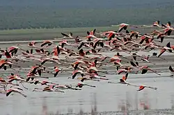 Фуэнте-де-Пьедра