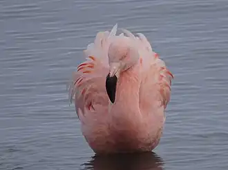 Оперение тела