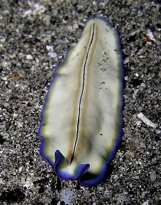 Pseudoceros monostichos