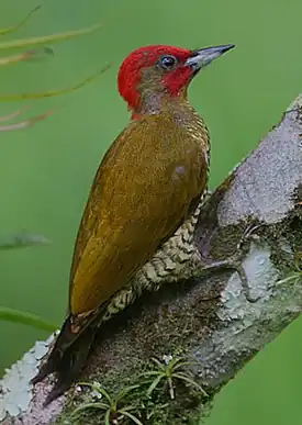 Рыжекрылый полосатобрюхий дятел  (Piculus simplex)