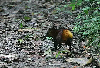 Золотистая хоботковая собачка (Rhynchocyon chrysopygus)