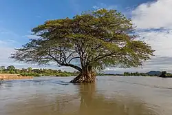 Затопленная Альбиция Саман (дождевое дерево), Дон Лоппади