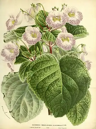 Eucodonia verticillata