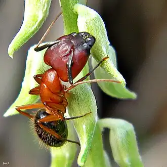 Camponotus floridanus на Crotalaria sp.