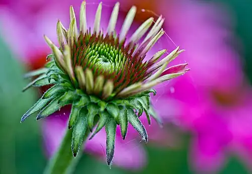 Эхинацея пурпурная