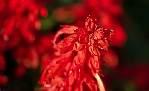 Шалфей сверкающий