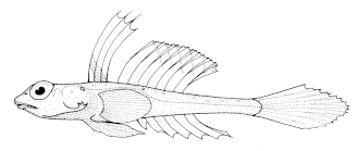 Foetorepus phasis