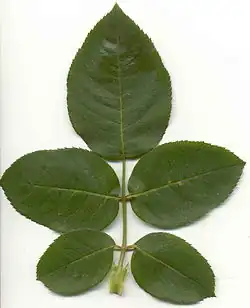 Непарноперистый лист, Роза (Rosa)