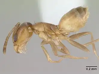 Рабочий Forelius heyeri