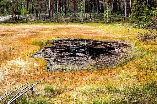 Верховое болото на относительно ранней стадии формирования