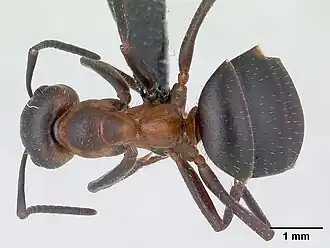 Волосы на макушке головы и размытые края пятна на груди у F. paralugubris и F. lugubris (на фото)