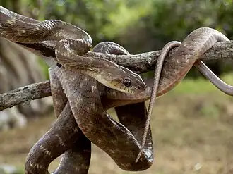 Бойга Форстена (Boiga forsteni)