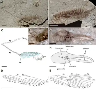 Скорпионница Fortiholcorpa paradoxa