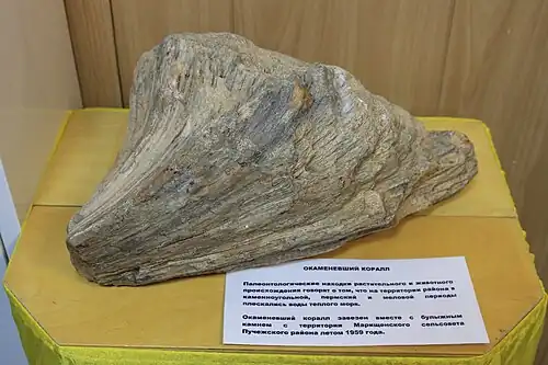 Окаменевший коралл