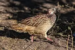 Хохлатый турач