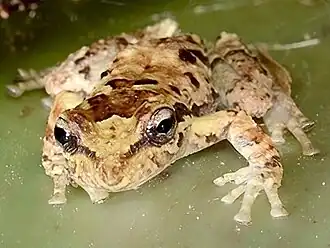 Fritziana goeldii, типовой вид