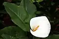 Calla lily (Zantedeschia aethiopica) in Funchal, Madeira