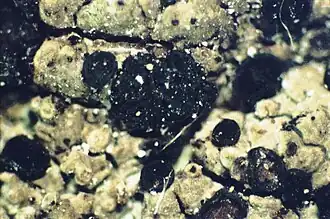 Фусцидея проверенная (Fuscidea recensa)