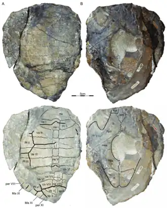 Голотип, вид сверху и снизу