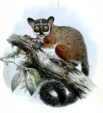 Галаго Аллена