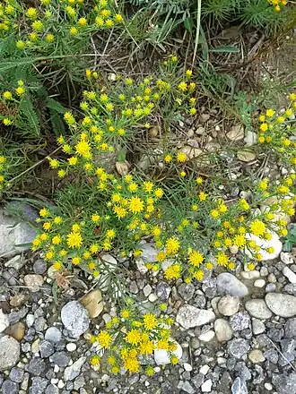 Солонечник обыкновенный. Общий вид растения