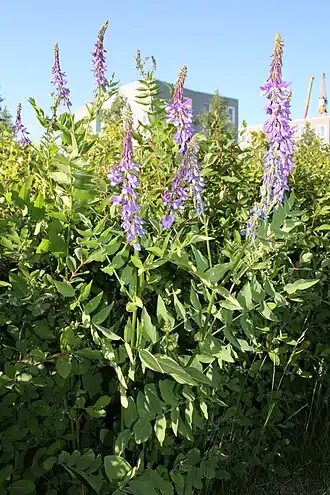 Общий вид цветущего растения