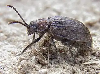 Козявка садовая