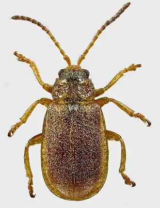 Листоед земляничный