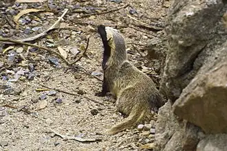 Малый гризон