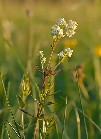 Подмаренник северный