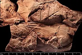 Отпечаток крыла, голотип