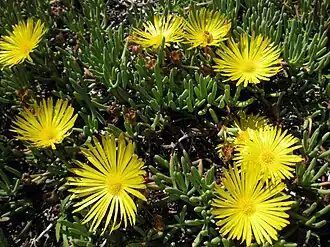 Leipoldtia frutescens