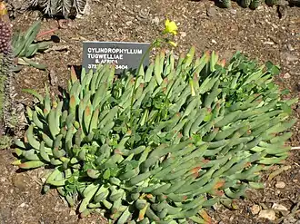 Cylindrophyllum tugwelliae