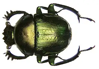 Garreta nitens