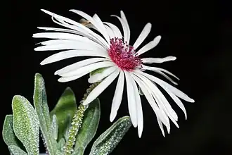 Cleretum bellidiforme