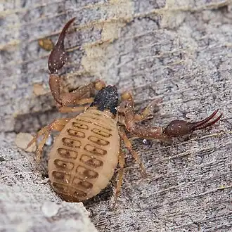 Garypus californicus