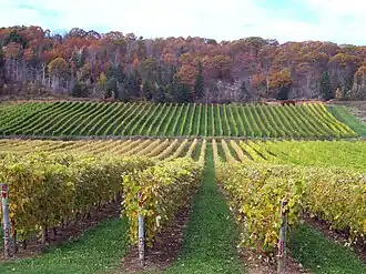 Виноградники