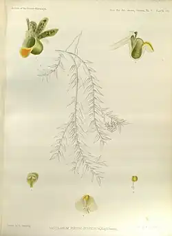 Gastrochilus pseudodistichus. Ботаническая иллюстрация  из книги G. King and R. Pantling. «The Orchids of the Sikkim-Himalaya» 1898 г.