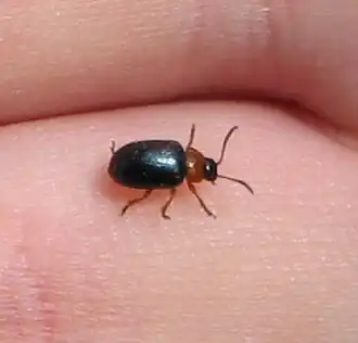 Гречишный листоед