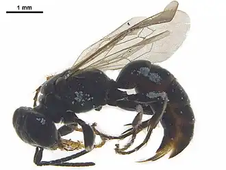 Gastrosericus sobrinus