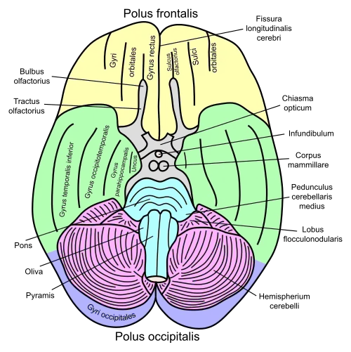 Базальный вид мозга, обонятельные борозды отходят вверх от обонятельных луковиц