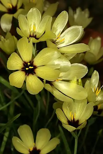 Geissorhiza radians в Ботаническом саду Кирстенбос (Кейптаун, ЮАР)