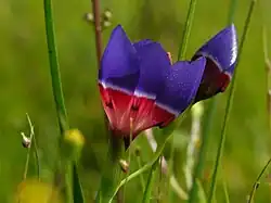 Цветок. Вид сбоку