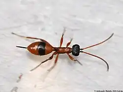 Gelis melanocephalus