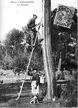 Смолокур за работой