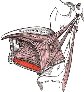 Подбородочно-подъязычная мышца выделена красным