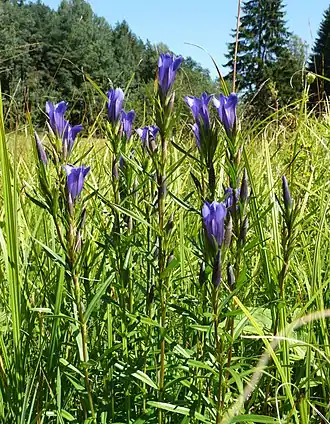 Горечавка лёгочная. Общий вид растения
