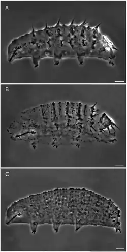 A, Calohypsibius ornatus (Richters, 1900); B, Calohypsibius maliki Michalczyk & Kaczmarek, 2005; C, Calohypsibius schusteri Nelson & McGlothlin, 1996. Длина отрезка: 10 микрометров