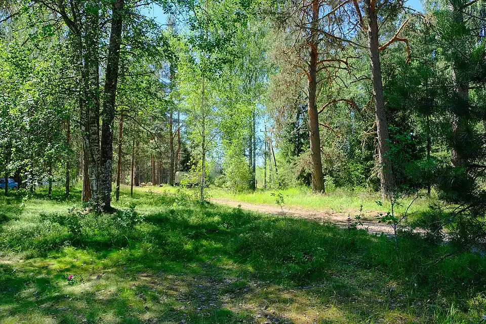 Лес на геостанции